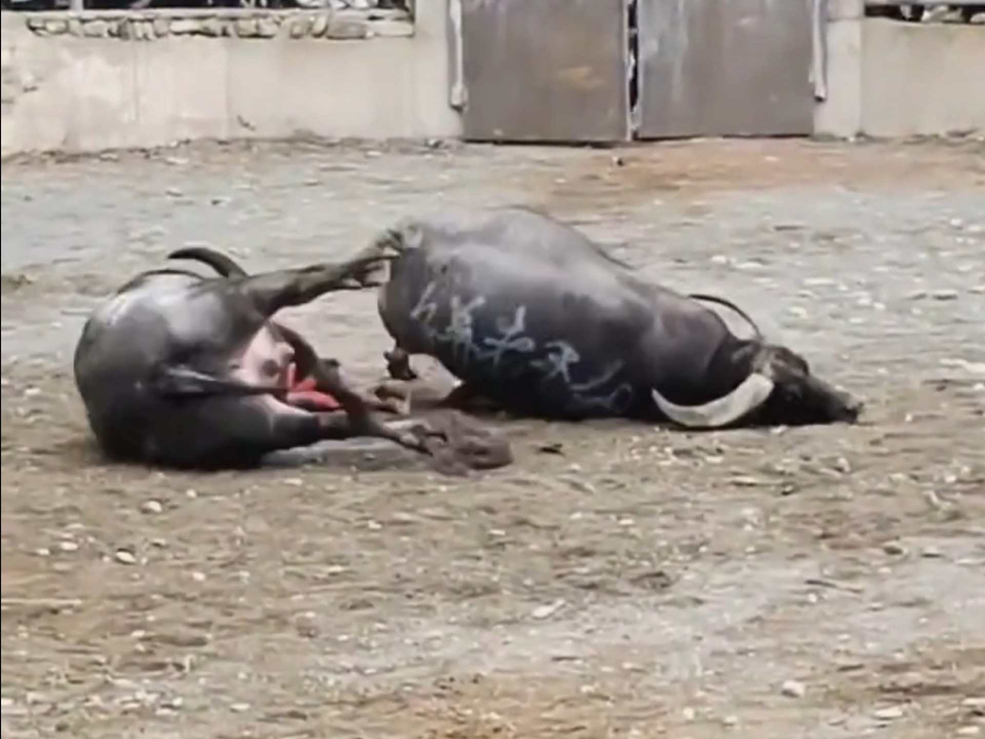公牛主场不敌雄鹿,遭遇连败的简单介绍 公牛主场不敌雄鹿,遭遇连败的简单介绍