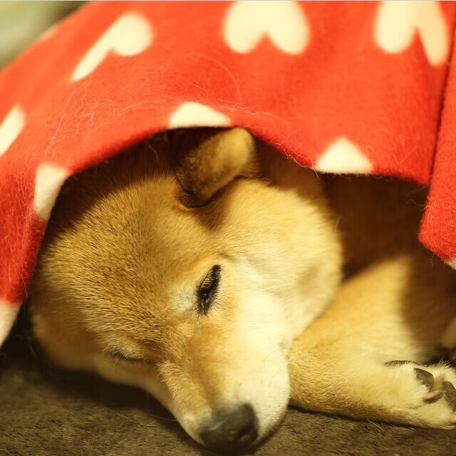 伯明翰奇迹！新西兰惊天逆转比利时，特奥·哈蒂姆三分钟双响封神