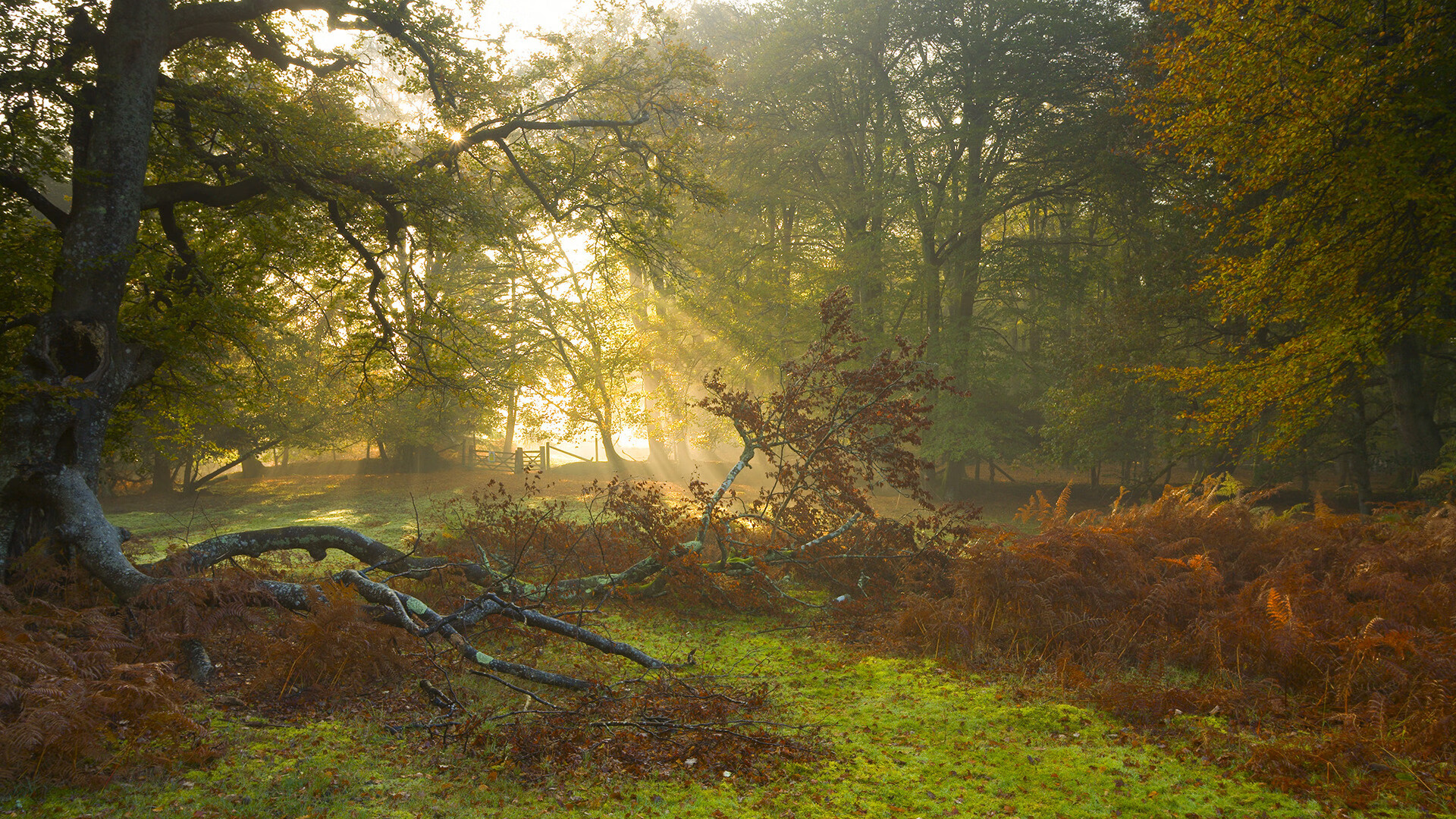 哈登稳如磐石！黄蜂快打旋风难撼公牛，篮球哲学上演冰与火之歌