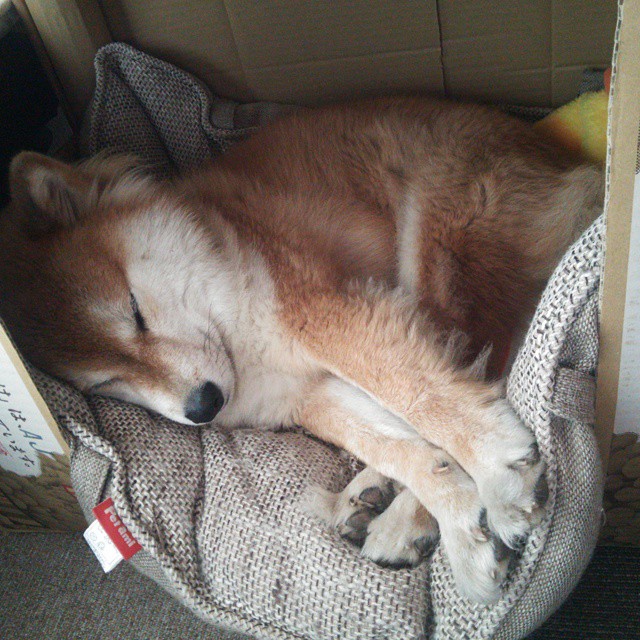 魔术横扫独行侠，霍姆格伦如何从希望之星蜕变为关键先生？