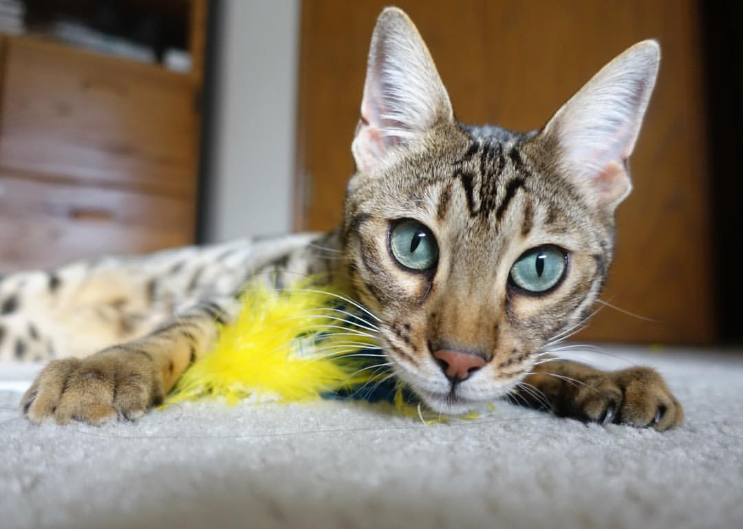 巴黎对阵尼日利亚，拉什福德的关键制胜球，一场友谊赛的荣耀与启示