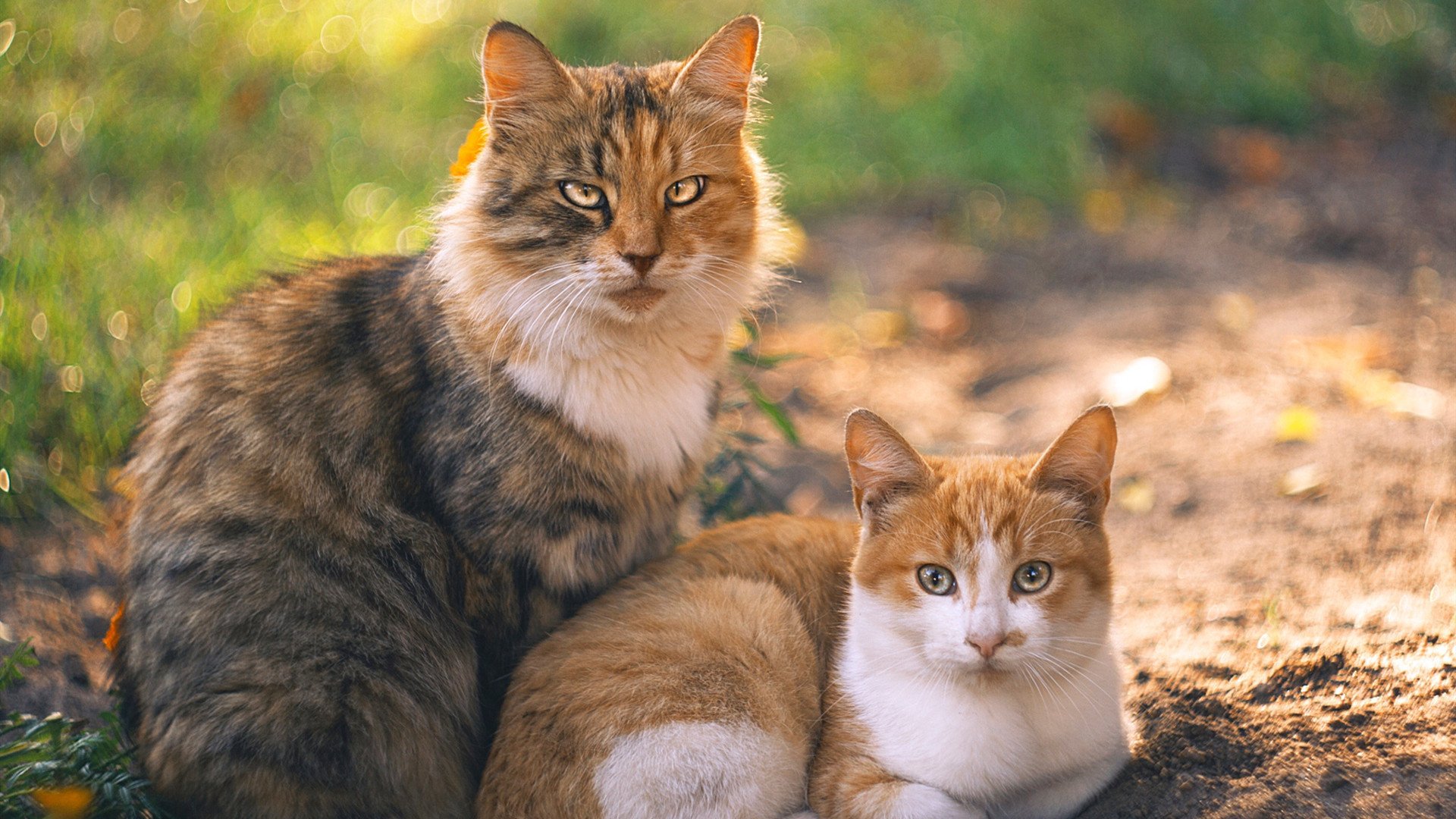 燃烧的斗魂,当塞内加尔踏平黄潜,阿克在NBA接管战场